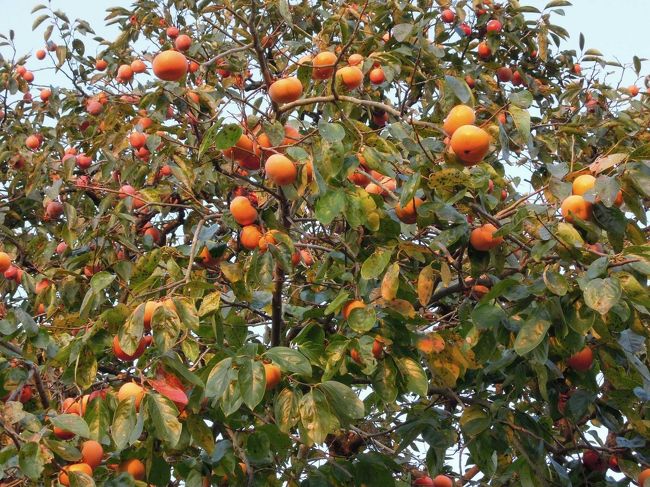 柿食えば、鐘が鳴るなり・・・・・