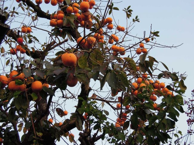・・・柿が減るなり（？）、法隆寺<br /><br />美味しそうな柿ですね！