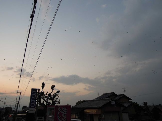 夕暮れ時、多数の鳥が飛び交っていました。