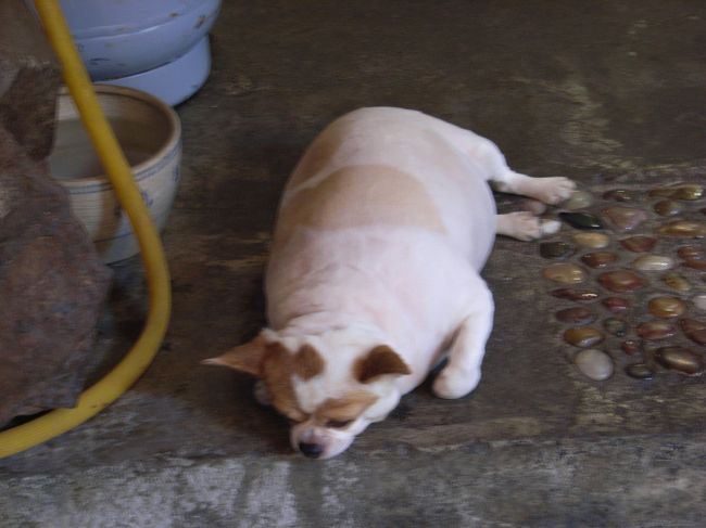 超おデブの犬を発見！