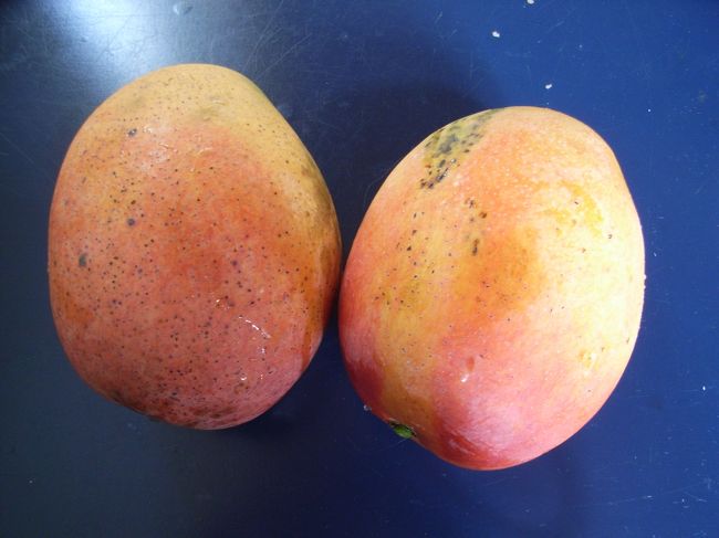 せっかく台湾に来たので南国フルーツ。マンゴー！！