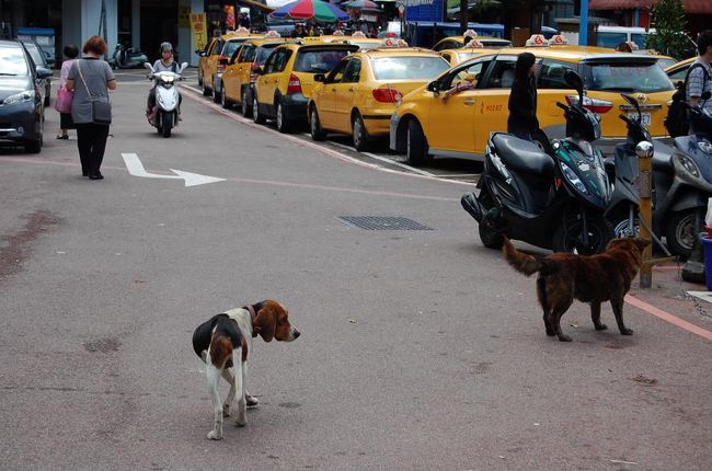 第一野良犬発見。