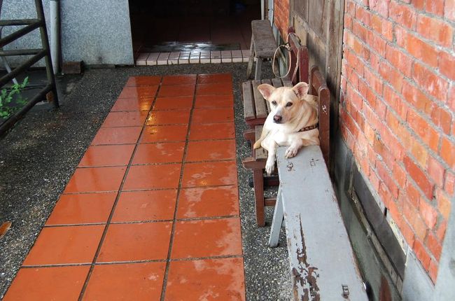 長い階段をのぼった先に、待ち構えていたこの子。<br />やる気ないなあ。<br /><br />ここのカフェは見た感じ、飲み物しかない様子でした。<br />お兄さんとおじさんがやっているみたい。<br /><br />