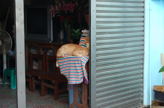 本当はホウトン（猫村）にも行きたかったんだけど、時間的に断念。<br />でも、十分にもいっぱいいた！<br />しかもみんな熟睡。<br />