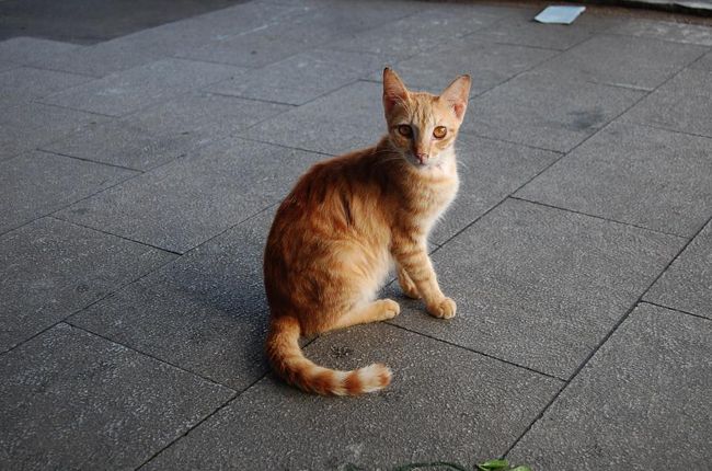 美猫。目線ありがとう。