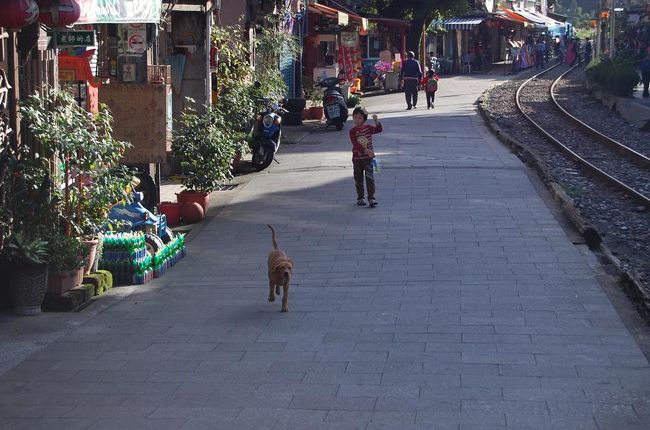 犬は子どもに追いかけられて、必死に逃げていた。<br />猫との差・・・