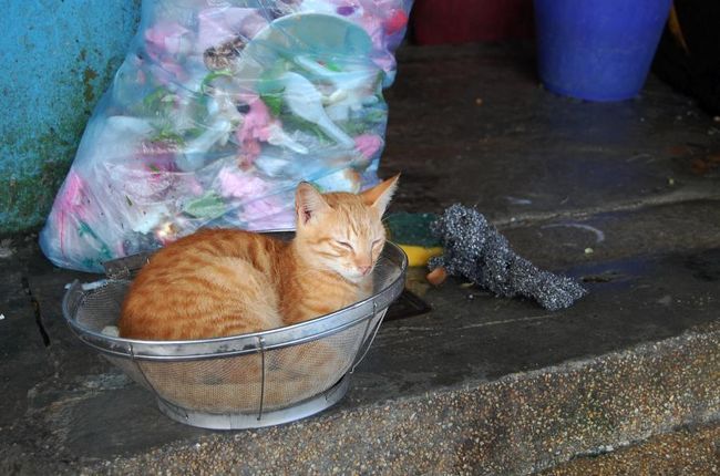 お店で使ってるざるだって、関係ない。