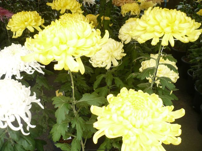 日本の秋・菊華競艶 ＆おまけ「ペーパー・クラフトで作る秋模様