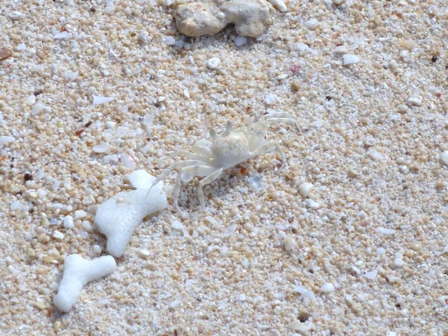 ん？　何か生き物がチョロチョロしてます。<br />よ〜く見るとそれは真っ白なカニでありました。<br />珍しいものみっけ〜