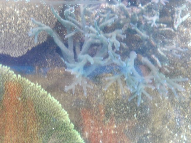 サンゴ礁が間近に見えます。半端なく綺麗な海。。。<br />