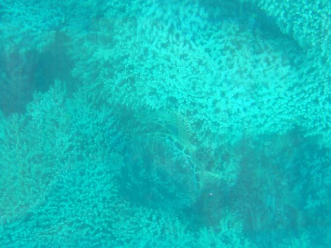 なんとサンゴ礁でご休憩中のウミガメを発見！！