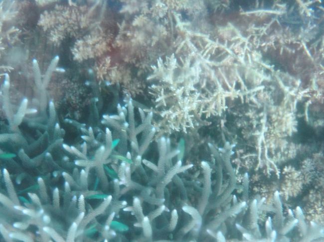 熱帯魚もいくらでも見れます〜