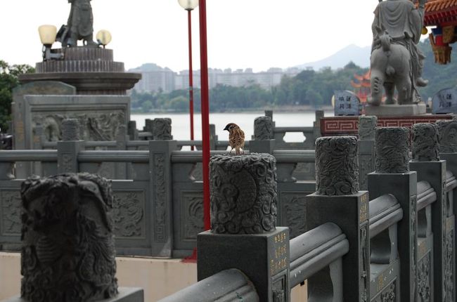 台湾の、すずめ。