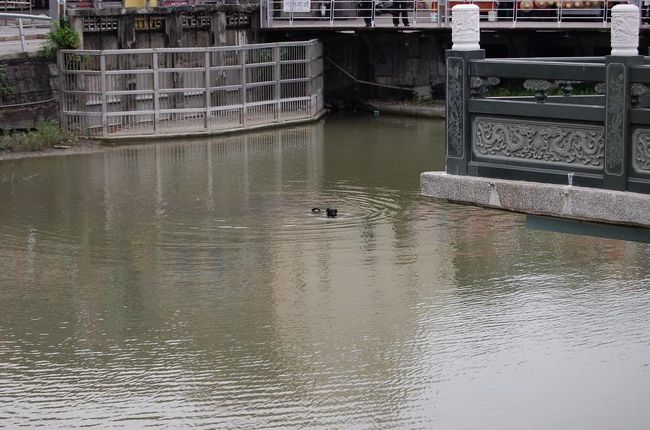 そりゃあ、犬だって泳いじゃいますよ。