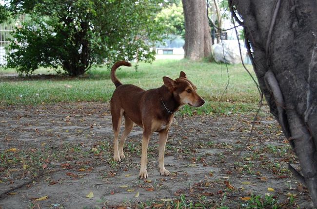 色合いがおしゃれな犬。<br /><br /><br />暑くて駅まで歩くなんて到底できなさそうだったので、タクシーを拾うことに。<br />しかし、タクシーがまったく通らない。<br />いるのはおじさんと犬だけ。<br />乗るなら、龍虎塔のところで乗ったほうがいいかもしれないです。<br /><br /><br />運良く私たちの目の前でお客さんを降ろしたタクシーがいたから、乗れました。