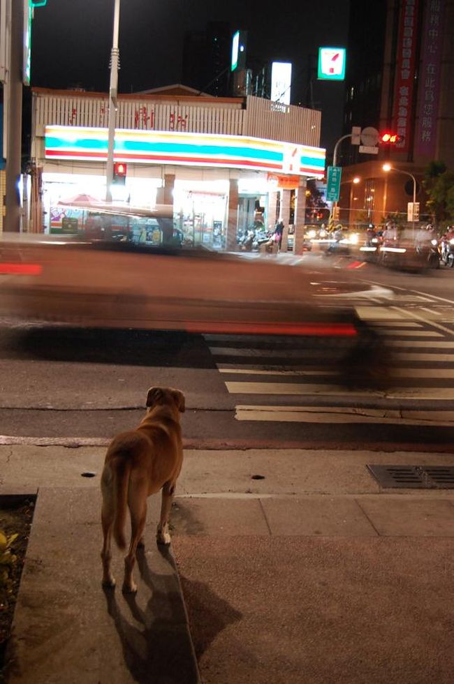 夜の愛河に行くために、またまたMRTで市議会駅へ。<br />歩いていけるらしいとの情報通り、歩いてみる。<br /><br />暗いのもあって、道の先が見えず募る不安。<br />犬は信号待ち。偉い。