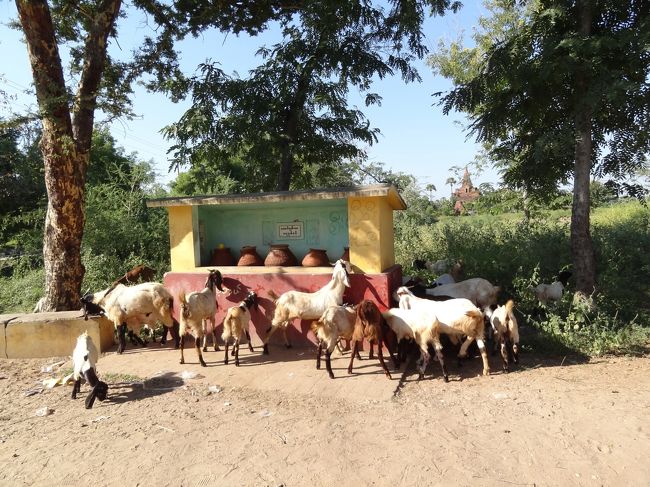 自転車は、しんどいけど<br />自分のペースでまわれるのがいい。<br />好きなときに好きな場所に<br />ドンピシャで止れる。<br /><br />ヤギさん、憩いタイム