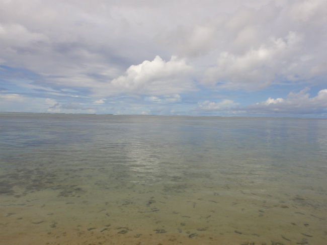 友人から写真をもらいました＾＾<br /><br />ナマコパラダイスな写真があったので、＾＾：<br />アップします。<br />見えますか？すごい数のナマコ・・・＞＜<br /><br />海の中をきれいにしてくれる、いい人なんですよね、ナマコさん。