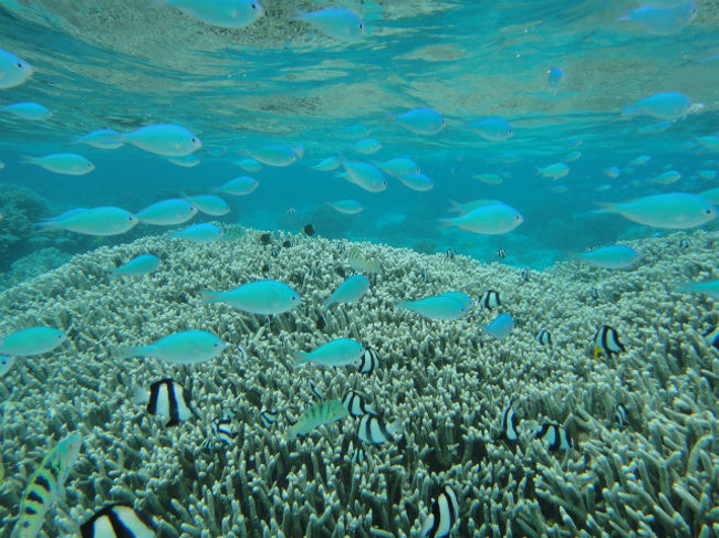 そしてついに到着！<br />いざ、海へ！！<br />カヤックからどぼんと海へ＾＾<br /><br />水深２ｍくらいかなぁ。<br /><br />そして！<br />何この海ーーーー！！と大興奮＾＾！！<br /><br />※ここからの海の中写真は、アクアリゾートホテルの<br />アクアマリンスポーツの方が友人のカメラで撮ってくださいました♪<br />素潜りしてとってくださるので、自分たちでは絶対に撮れない写真ばかりです。本当にありがとうございました！！<br />