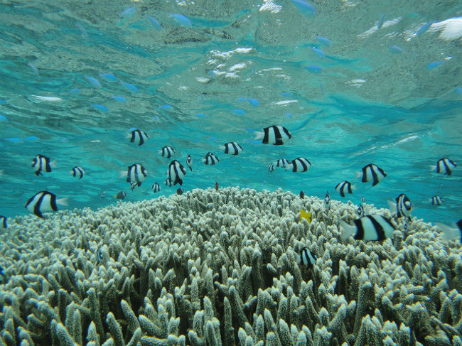 さっきと同じ海？！って疑うくらいほどの海。<br /><br />小さくてきれいなお魚がたーーーくさんいて嬉しい！<br />楽しい！＾＾