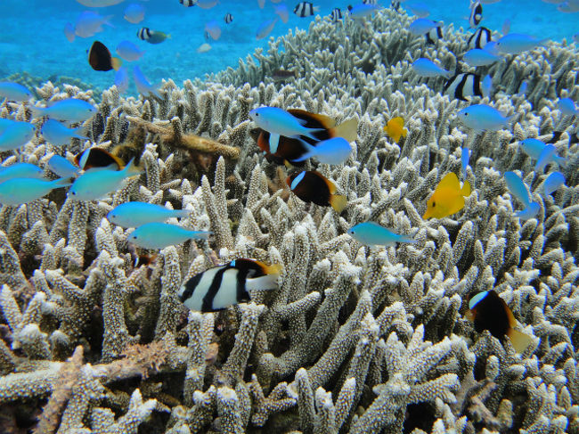 ニモも見せてくれました＾＾<br />サイパン特有のニモらしい。<br /><br />小さいころは、白い線が３本。<br />途中２本、最後には１本になるそう。<br />全てのニモを見せてくれて、感動＾＾！！