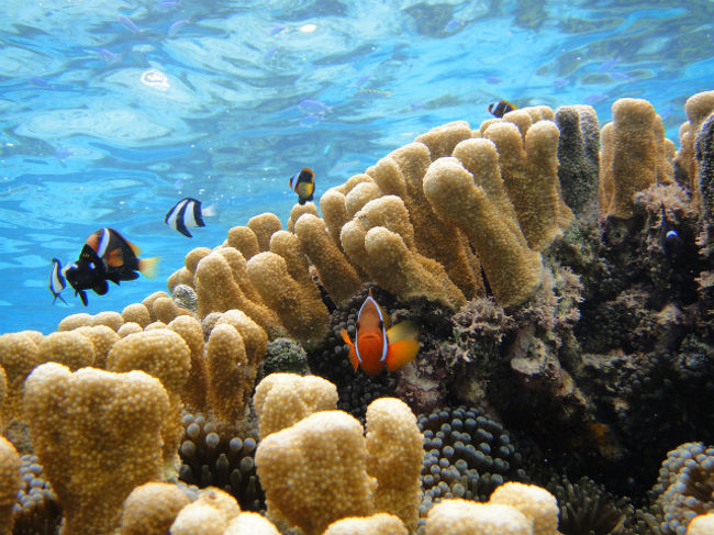 ニモさん、カメラ目線。<br /><br /><br />帰りのバスでこの画像を見ながら、<br />友人「この子、女子だよね〜」なんて言う。＾＾<br />うん！確かに女子っぽい。＾＾