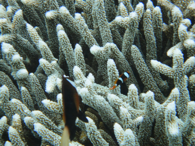 これが、ちびっこの頃。<br />線３本！<br /><br />数センチのちびっこ、かわいい＾＾