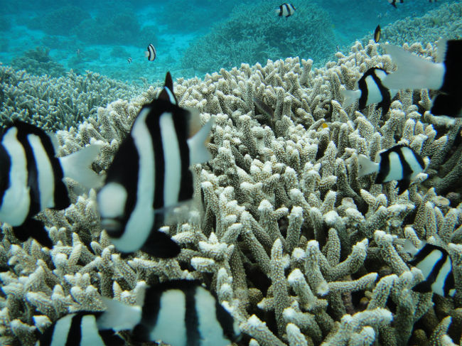 動画をアップできないのが残念＞＜<br /><br />もっともっともっともっともーーーっと、<br />素晴らしいサイパンの海。<br /><br />期待以上でした。＾＾！<br />と言うか・・・アクアマリンスポーツの方に連れて行ってもらってなければ、サイパンの海を誤解したまま帰っていたと思います。<br />本当に良かった〜、突然の予約に応えてくださって。<br />ほんとうに有難うございました！！<br /><br />次にサイパンへ行くときは、絶対に事前予約させて頂こう〜っと♪<br />アクアマリンスポーツに＾＾