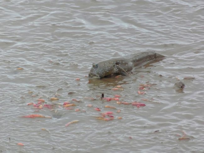 有明海の ムツゴロウとシチメン草 佐賀市 佐賀県 の旅行記 ブログ By 風遊さん フォートラベル 有明海の ムツゴロウとシチメン草 佐賀市 佐賀県 の旅行記 ブログ By 風遊さん フォートラベル