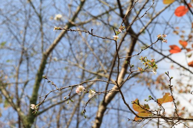 十月桜。宇治の植物園では咲いていなかった。