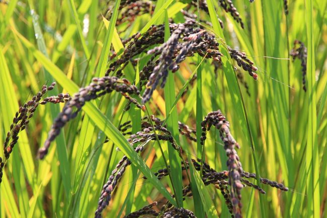 古代米が栽培されている。