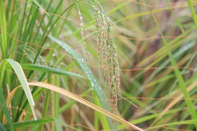 「種子島（赤米）」