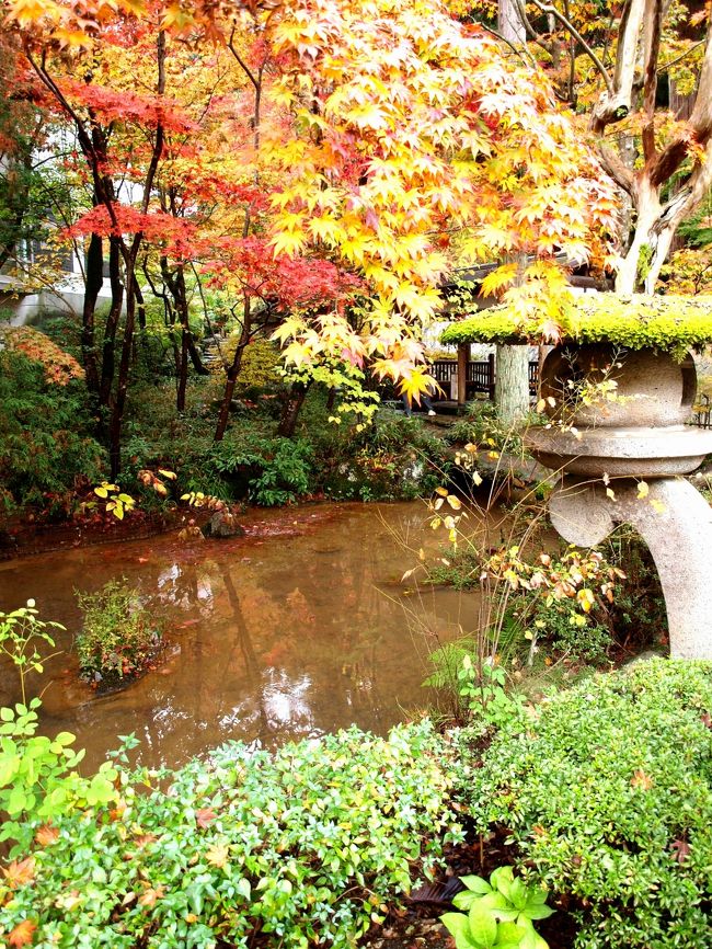 越路もみじ園 」 & 「 中野邸美術館もみじ園 」 紅葉狩り