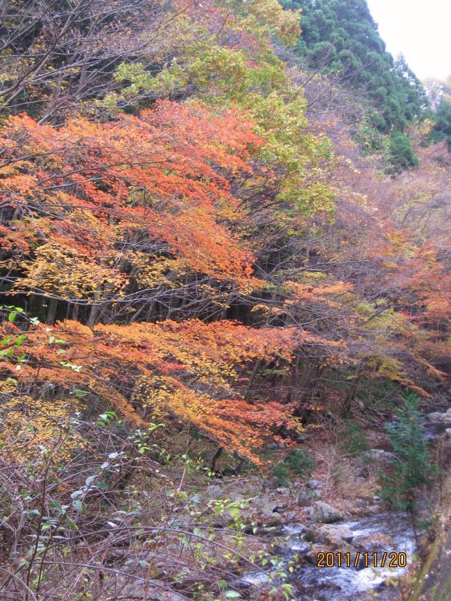 北茨城の紅葉を求めて 色づいた花園渓谷を楽しむ一日 北茨城 磯原 茨城県 の旅行記 ブログ By ちょびれさん フォートラベル