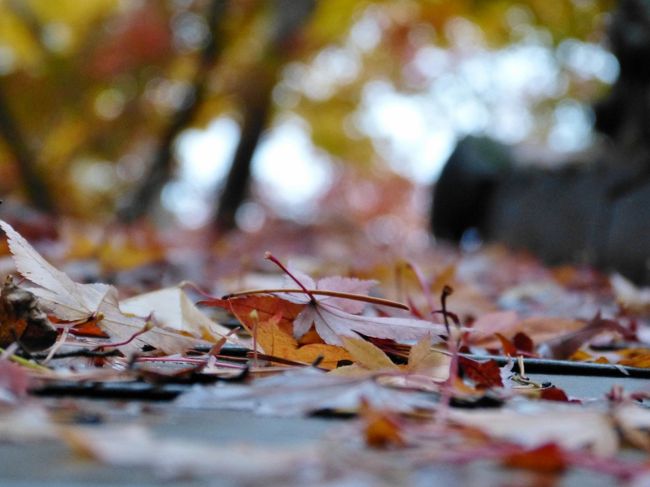 今年も、紅葉の時期に合わせ新たなカメラを購入＝☆<br /><br />もはやカメラまかせで、自らの腕を磨くことは放棄です♪（汗）