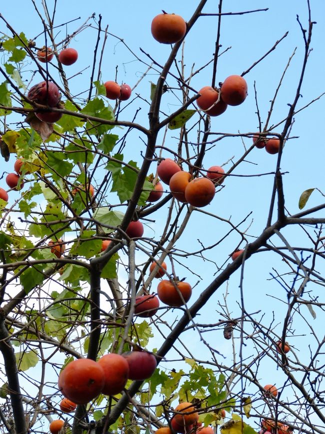 瑞宝寺公園までの道路には通行規制がかかるので、マイカーでの見学はオススメしません...