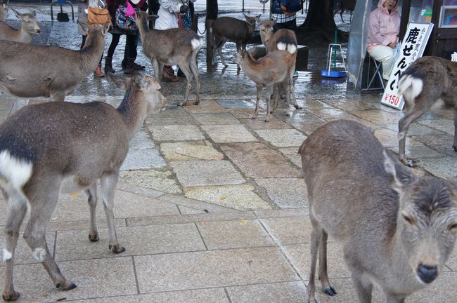 鹿せんべいは150円