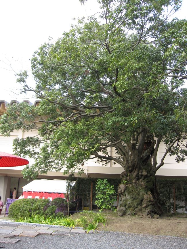 茶席の後方にあった老木。堂々としているので撮影してみました。