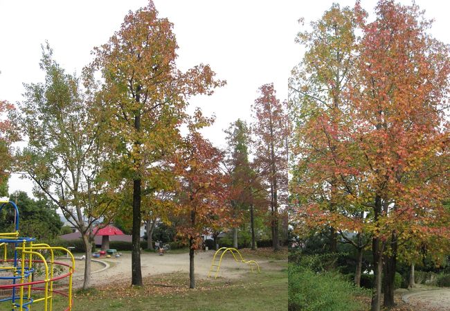 おまけ<br />我が家のソバの公園の紅葉。昨年と大違いで色が薄くて紅葉らしくありませんでした。