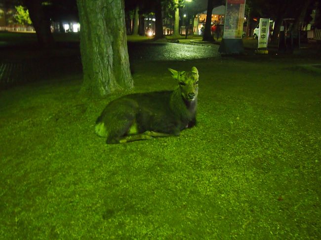 少し疲れが癒されたところで、奈良公園を散歩・・と思ったのですが、<br />やっぱり冬ですね。日が落ちるのが早かったです。。<br /><br />