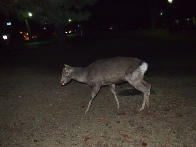 公園の周りを歩いていると、すぐ横に鹿さん登場！！<br /><br />暗闇の中の動物はやっぱり怖いですねぇ・・<br />大きいし。。<br /><br />