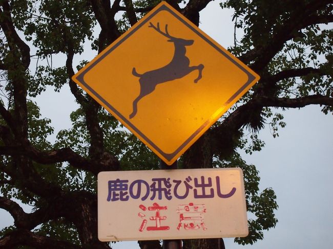 翌朝は早起きしてまた京都の紅葉めぐりへ・・。<br /><br />ほんの少しの滞在だったけど、奈良は美味しかった♪<br /><br />今度は明るいうちに鹿と戯れに来よう！