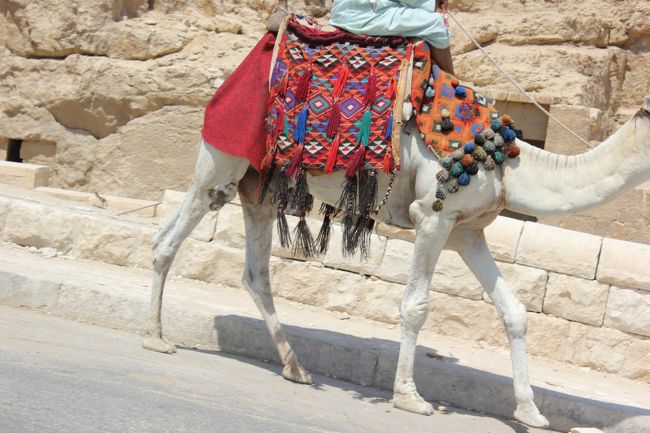 ラクダを撮りたかったけど、撮影したらバクシーシを請求されるようなので隠し撮り。<br />うまくとれませんでした。