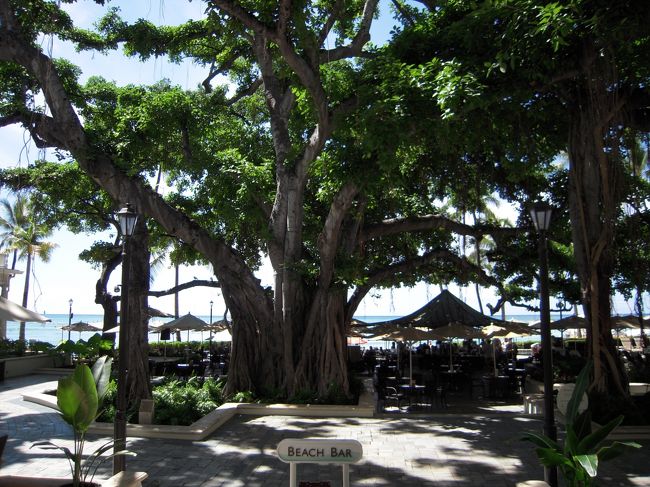 中庭のバニヤンツリー。