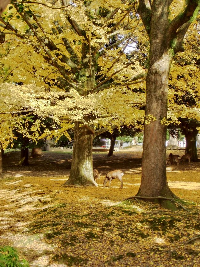 奈良好きが集まったコミュ 奈良おしゃべり館 オフ会 O 奈良市 奈良県 の旅行記 ブログ By 豚のしっぽさん フォートラベル 奈良好きが集まったコミュ 奈良おしゃべり館 オフ会 O 奈良市 奈良県 の旅行記 ブログ By 豚のしっぽさん フォートラベル