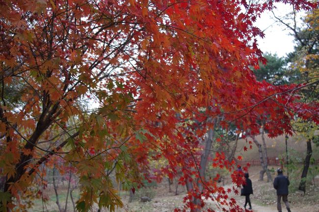 公園内の木々が紅葉していました