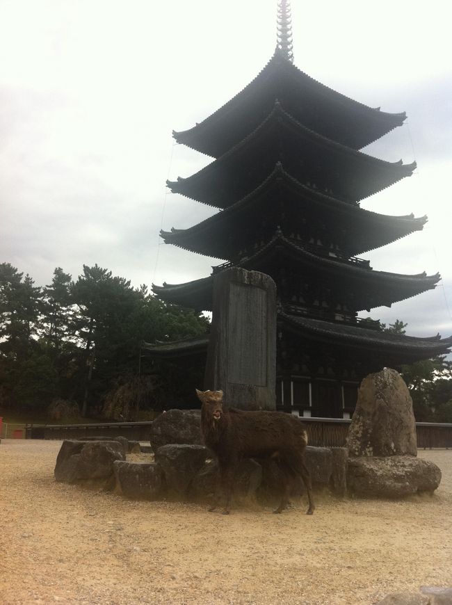 次は興福寺へ。<br /><br />し、鹿！！！鹿がいるぜ！<br />でかい。<br /><br />この次期の雄鹿は発情期で<br />尿と泥を混ぜたものを体にぬってるみたいなんです。<br />だから体の色が汚い。。。<br /><br />興福寺にはたくさん外国人観光客がいました。