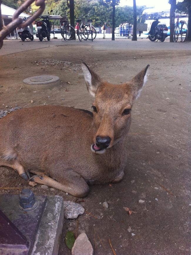 観光バス最後の場所は東大寺！<br /><br />きゃーーーー！<br />鹿がたくさんいます！<br /><br />意外と大きくて足も速くてびっくり〜