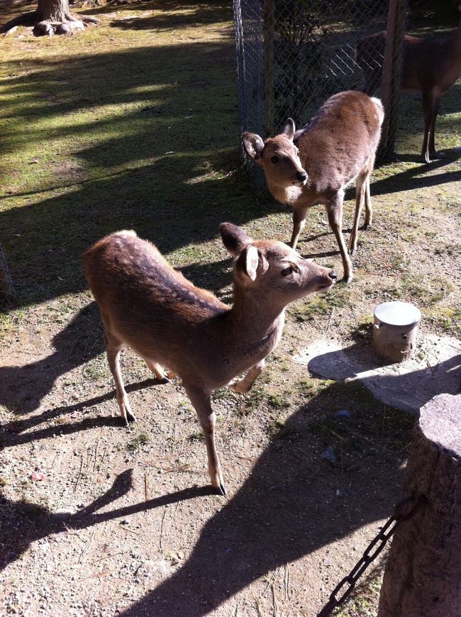 小鹿さん＾＾<br />so cute<3