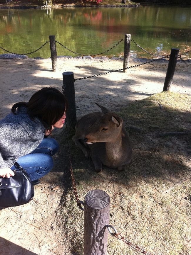 鹿せんべい持ってないから<br />相手してくれないんですよね・・・。<br /><br />でも鹿せんべい持ってる人達は<br />追いかけられてたから怖くて鹿せんべいは買えず。<br /><br /><br />鹿様かわいかった＾＾<br />